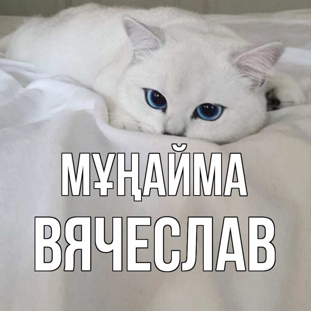 Күн сайын ашық хат с именем, Вячеслав Мұңайма белый кот с голубыми глазами на белоснежной кровати Онлайн тегін жүктеп алу тілектері бар керемет карта 