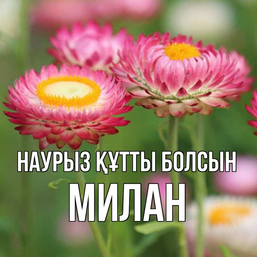 Күн сайын ашық хат с именем, Милан Наурыз құтты болсын подарок на международный женский день Онлайн тегін жүктеп алу тілектері бар керемет карта 