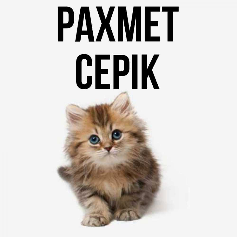 Күн сайын ашық хат с именем, СЕРІК рахмет пушистый котик Онлайн тегін жүктеп алу тілектері бар керемет карта 