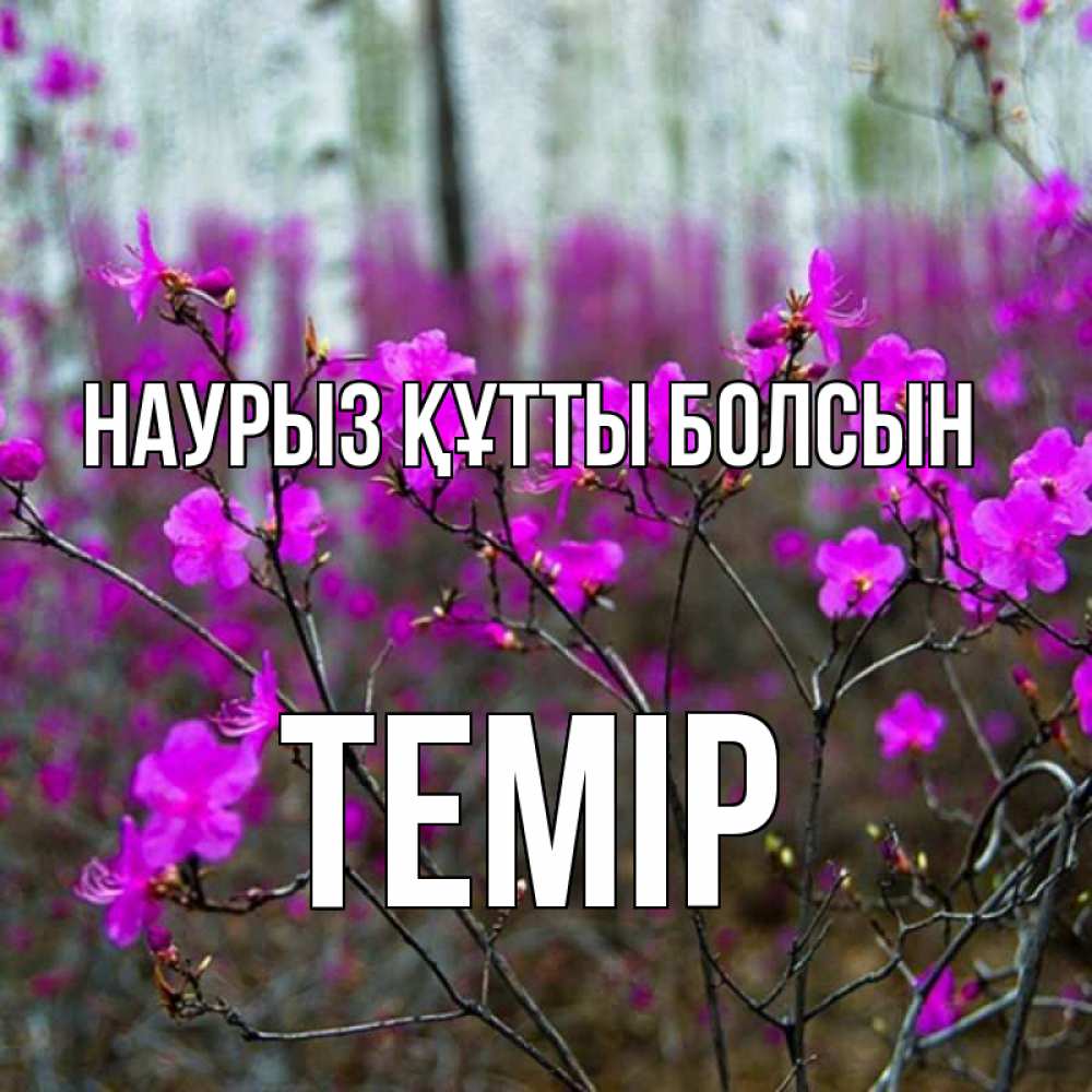 Күн сайын ашық хат с именем, ТЕМІР Наурыз құтты болсын дикие цветы Онлайн тегін жүктеп алу тілектері бар керемет карта 