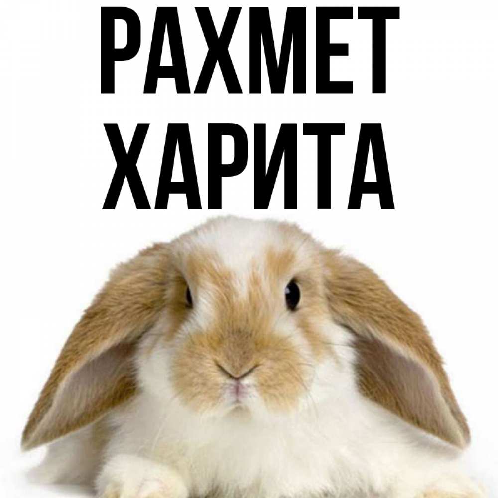 Күн сайын ашық хат с именем, Харита рахмет коричнево белый заяц Онлайн тегін жүктеп алу тілектері бар керемет карта 
