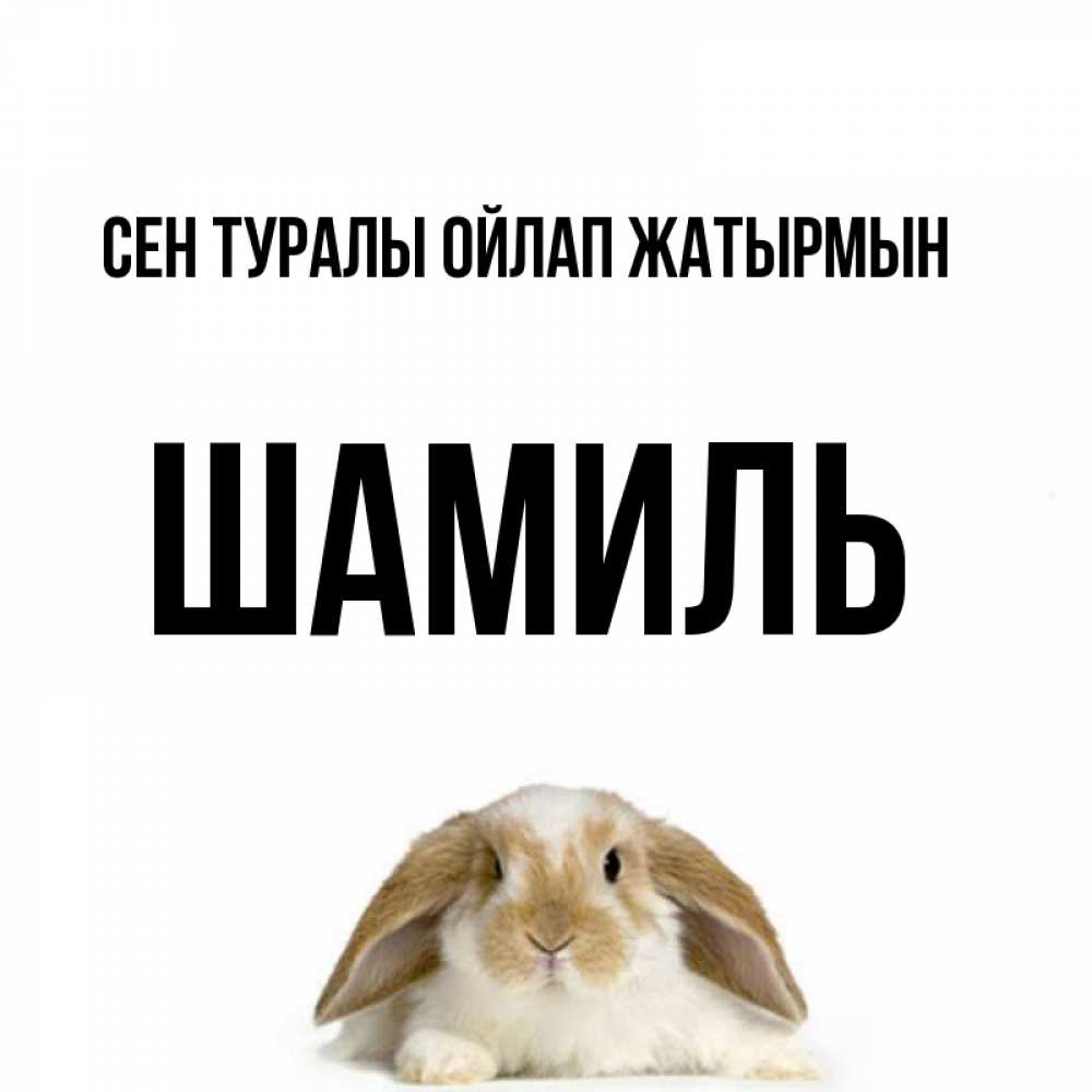 Күн сайын ашық хат с именем, Шамиль Сен туралы ойлап жатырмын подписать своими руками онлайн Онлайн тегін жүктеп алу тілектері бар керемет карта 