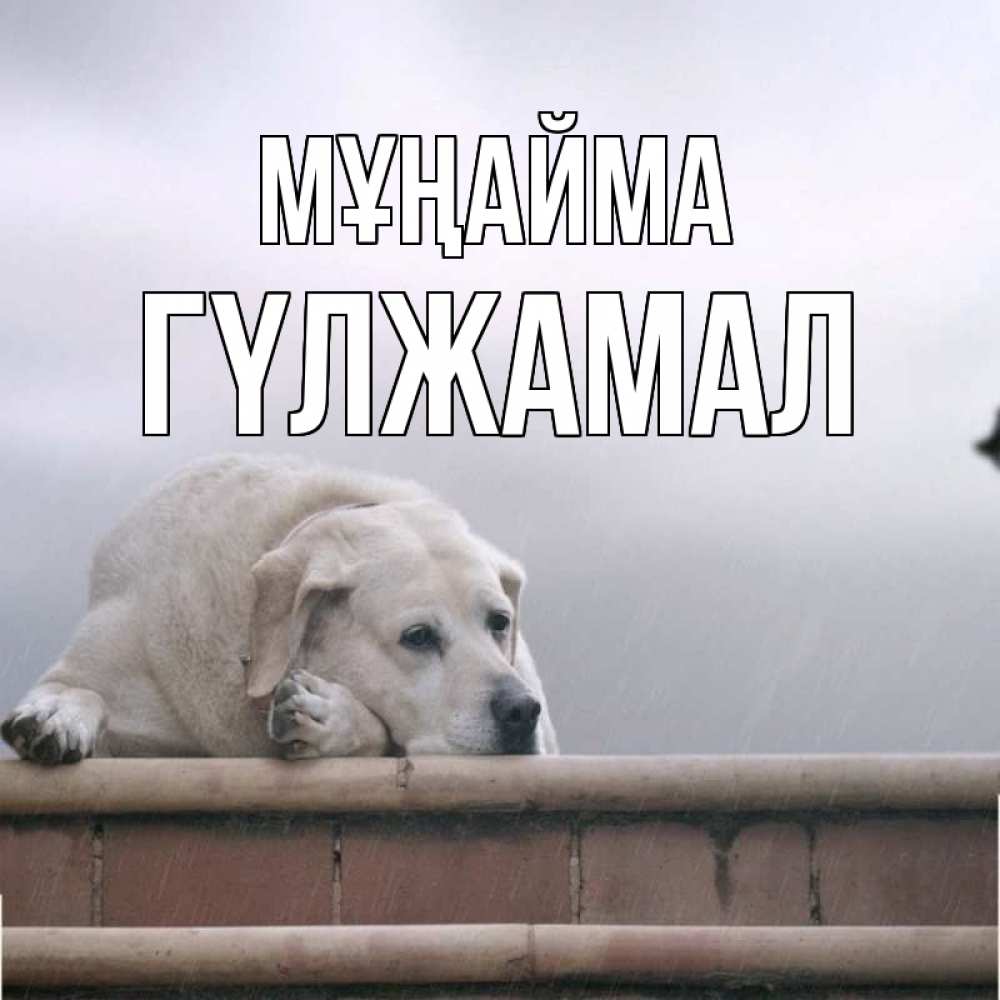 Күн сайын ашық хат с именем, ГҮЛЖАМАЛ Мұңайма белый пес 1 Онлайн тегін жүктеп алу тілектері бар керемет карта 