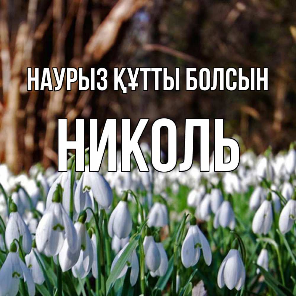 Күн сайын ашық хат с именем, Николь Наурыз құтты болсын с подснежниками 1 Онлайн тегін жүктеп алу тілектері бар керемет карта 