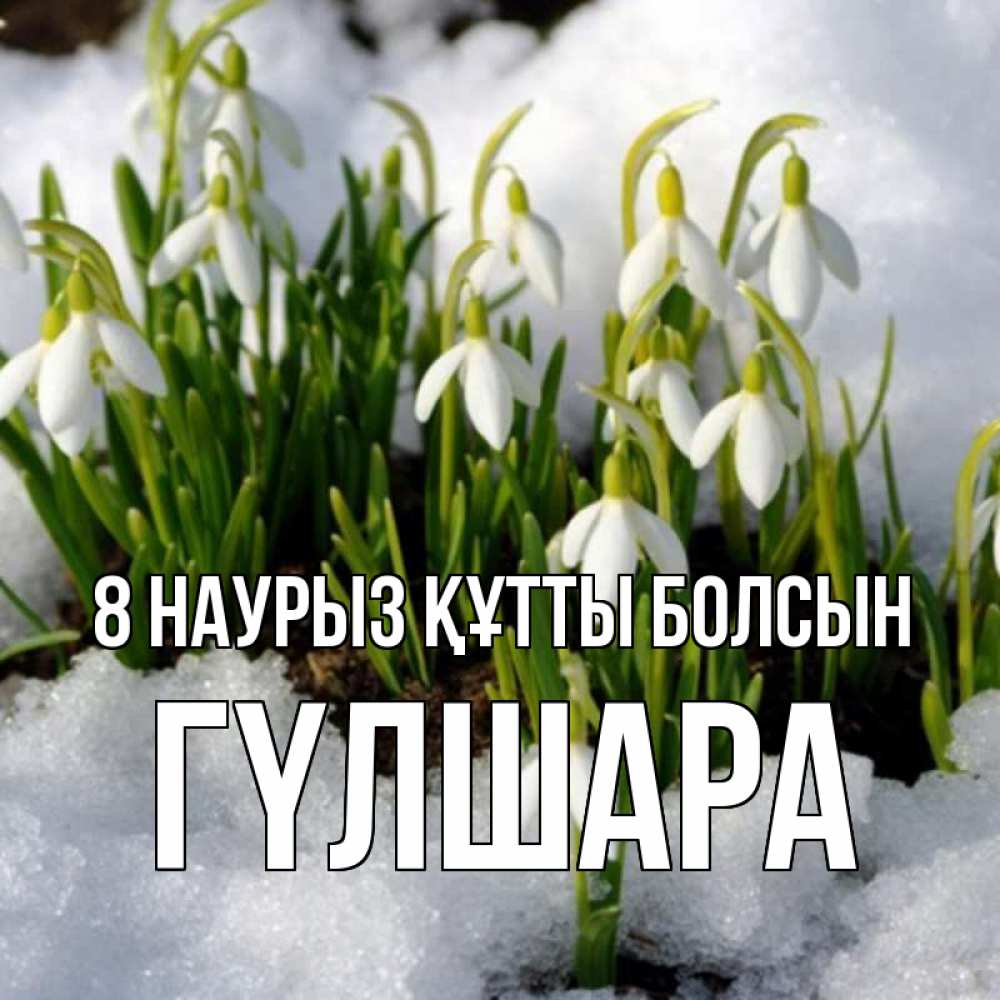 Күн сайын ашық хат с именем, ГҮЛШАРА 8 наурыз құтты болсын цветы весенние Онлайн тегін жүктеп алу тілектері бар керемет карта 