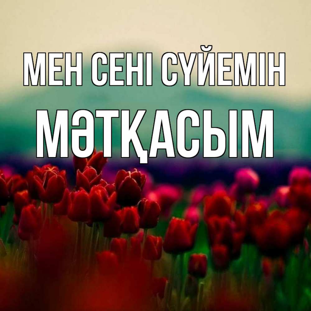Күн сайын ашық хат с именем, МӘТҚАСЫМ Мен сені сүйемін тюльпаны 4 Онлайн тегін жүктеп алу тілектері бар керемет карта 