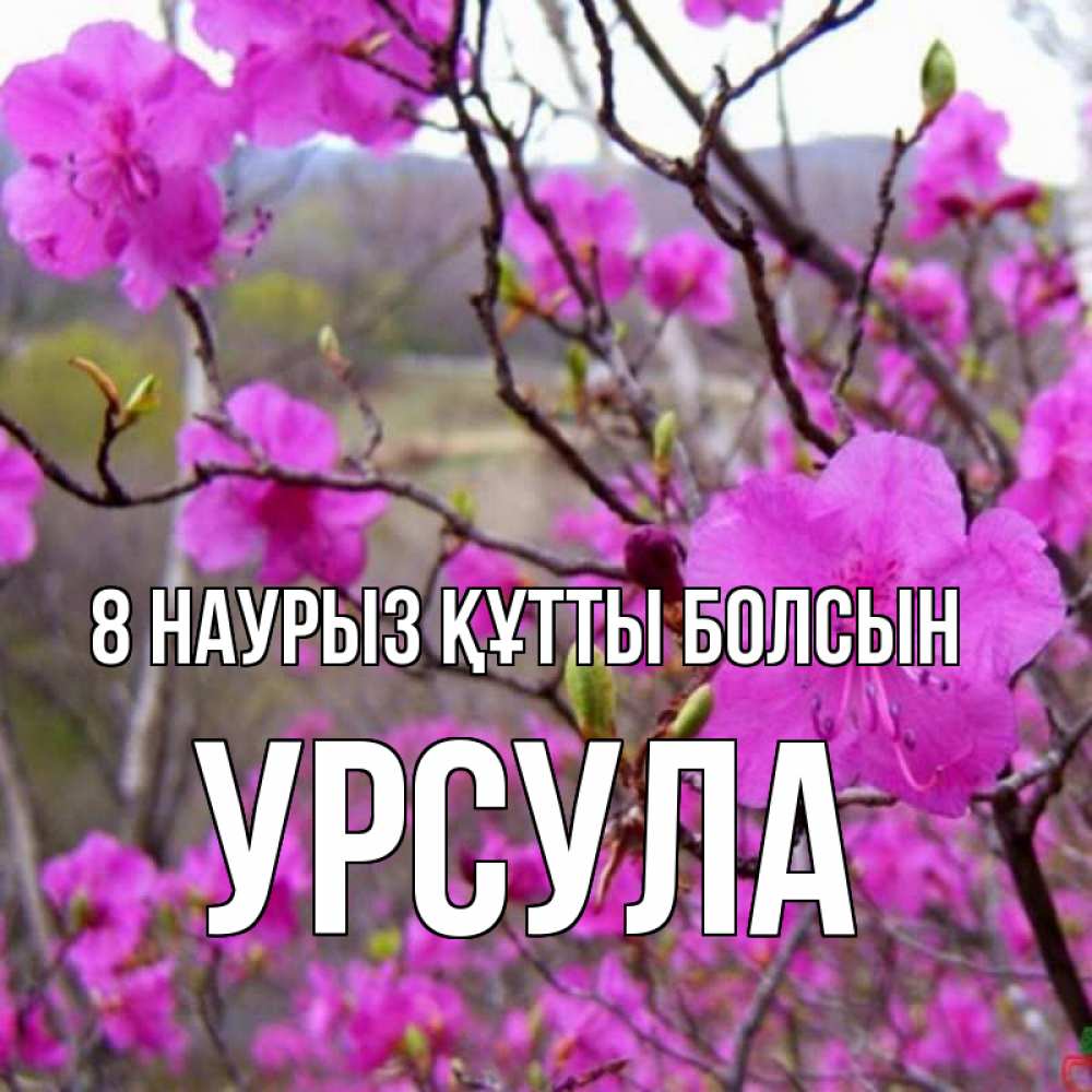 Күн сайын ашық хат с именем, Урсула 8 наурыз құтты болсын международный женский день Онлайн тегін жүктеп алу тілектері бар керемет карта 