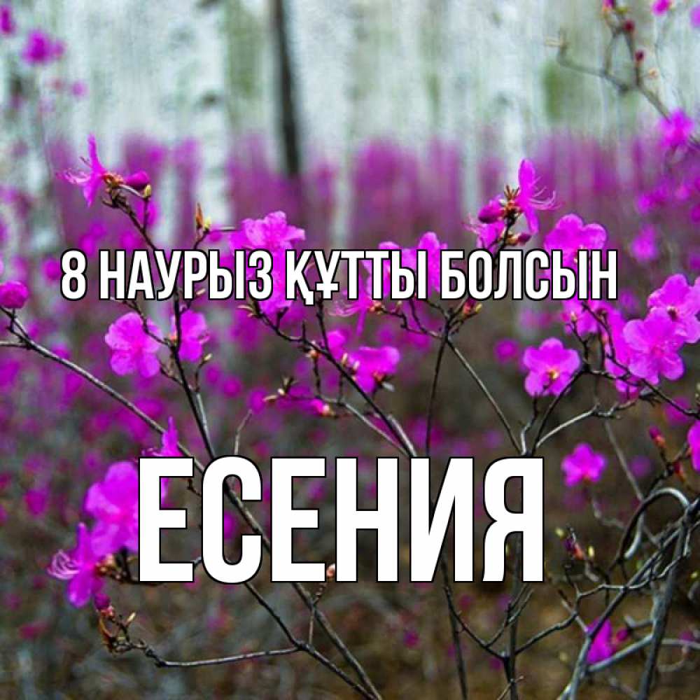 Күн сайын ашық хат с именем, Есения 8 наурыз құтты болсын дикие цветы Онлайн тегін жүктеп алу тілектері бар керемет карта 