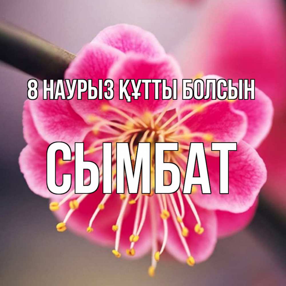 Күн сайын ашық хат с именем, СЫМБАТ 8 наурыз құтты болсын цветы Онлайн тегін жүктеп алу тілектері бар керемет карта 