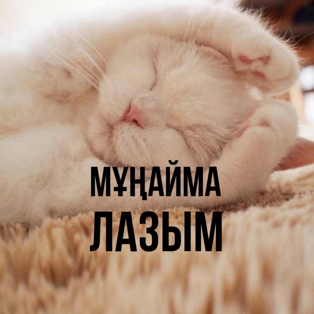 Күн сайын ашық хат с именем, ЛАЗЫМ Мұңайма Котенок спит Онлайн тегін жүктеп алу тілектері бар керемет карта 