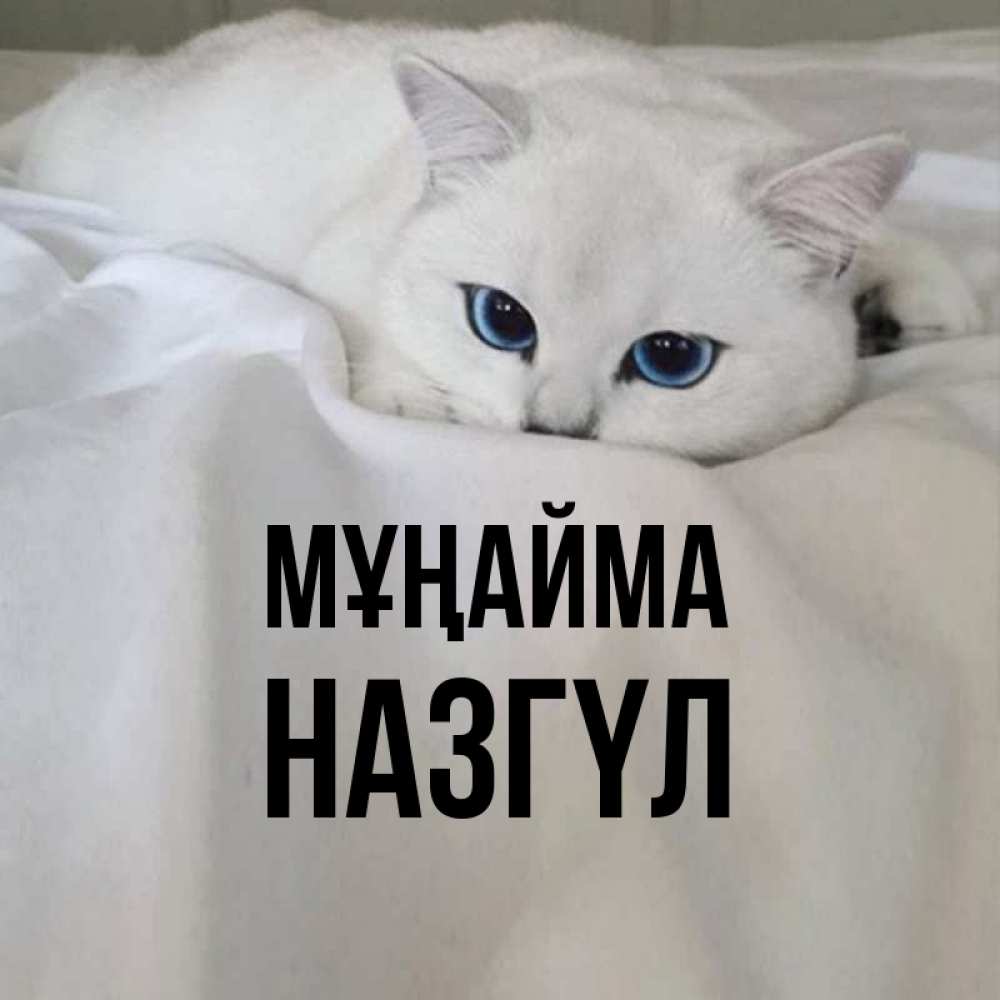 Күн сайын ашық хат с именем, НАЗГҮЛ Мұңайма Голубоглазая кошка Онлайн тегін жүктеп алу тілектері бар керемет карта 
