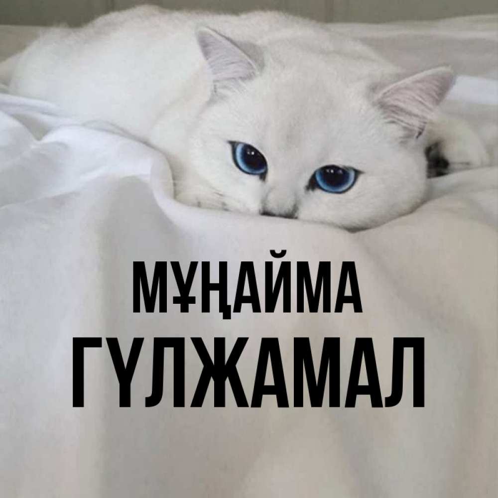 Күн сайын ашық хат с именем, ГҮЛЖАМАЛ Мұңайма Голубоглазая кошка Онлайн тегін жүктеп алу тілектері бар керемет карта 