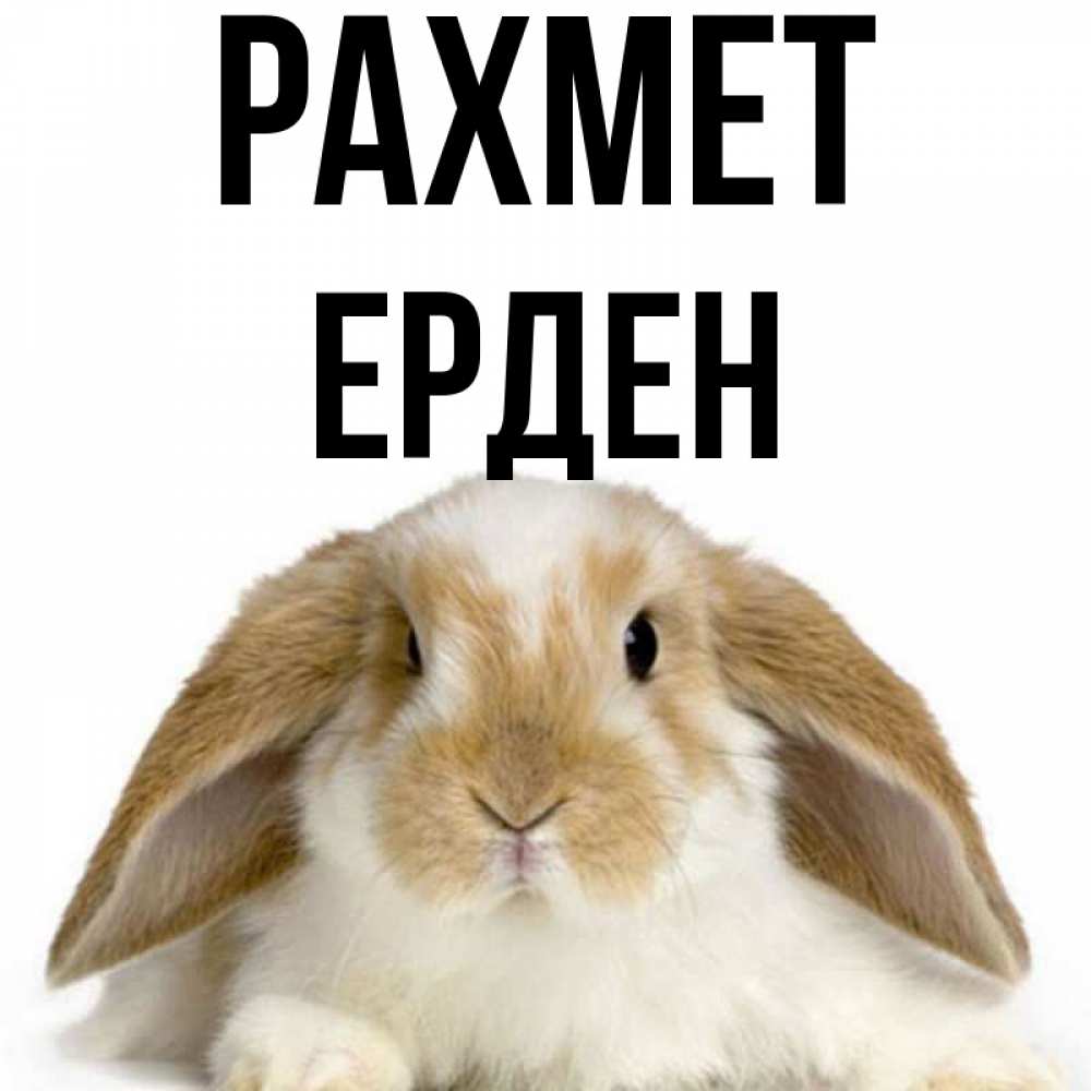 Күн сайын ашық хат с именем, Ерден рахмет коричнево белый заяц Онлайн тегін жүктеп алу тілектері бар керемет карта 