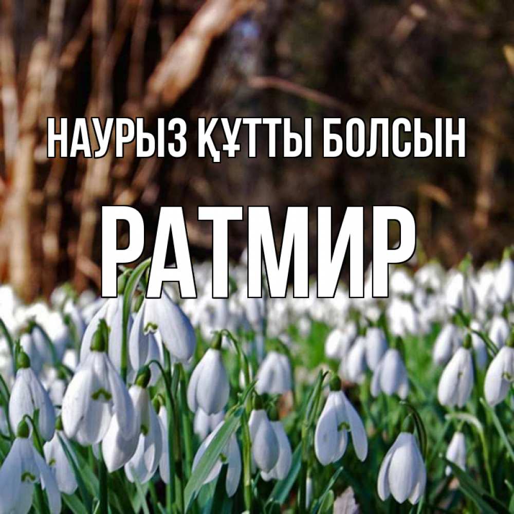 Күн сайын ашық хат с именем, Ратмир Наурыз құтты болсын с подснежниками 1 Онлайн тегін жүктеп алу тілектері бар керемет карта 