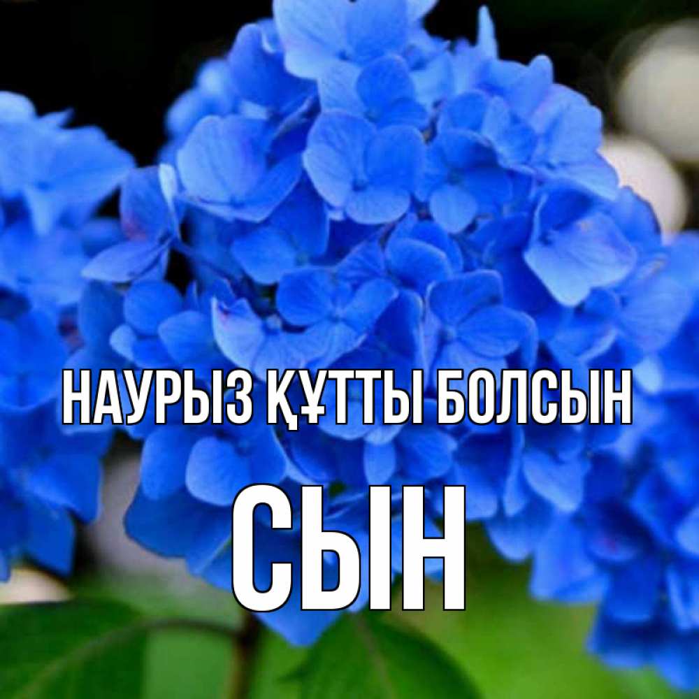 Күн сайын ашық хат с именем, Сын Наурыз құтты болсын синие цветы Онлайн тегін жүктеп алу тілектері бар керемет карта 