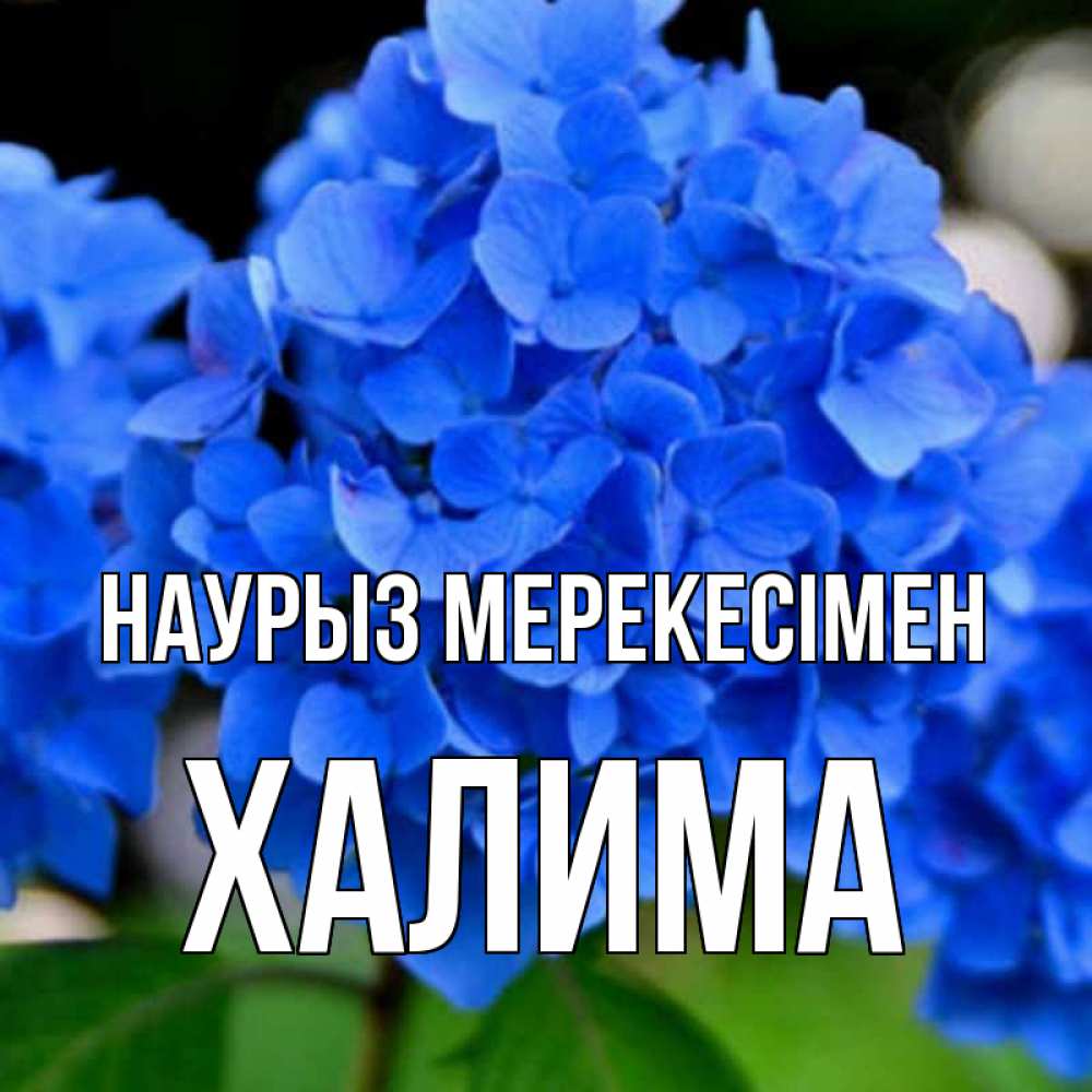 Күн сайын ашық хат с именем, ХАЛИМА Наурыз мерекесімен синие цветы Онлайн тегін жүктеп алу тілектері бар керемет карта 