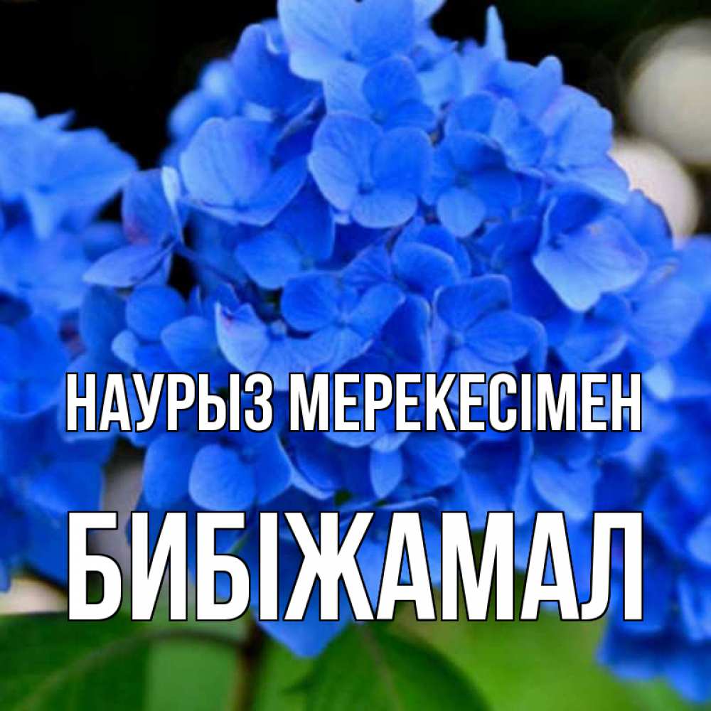 Күн сайын ашық хат с именем, БИБІЖАМАЛ Наурыз мерекесімен синие цветы Онлайн тегін жүктеп алу тілектері бар керемет карта 