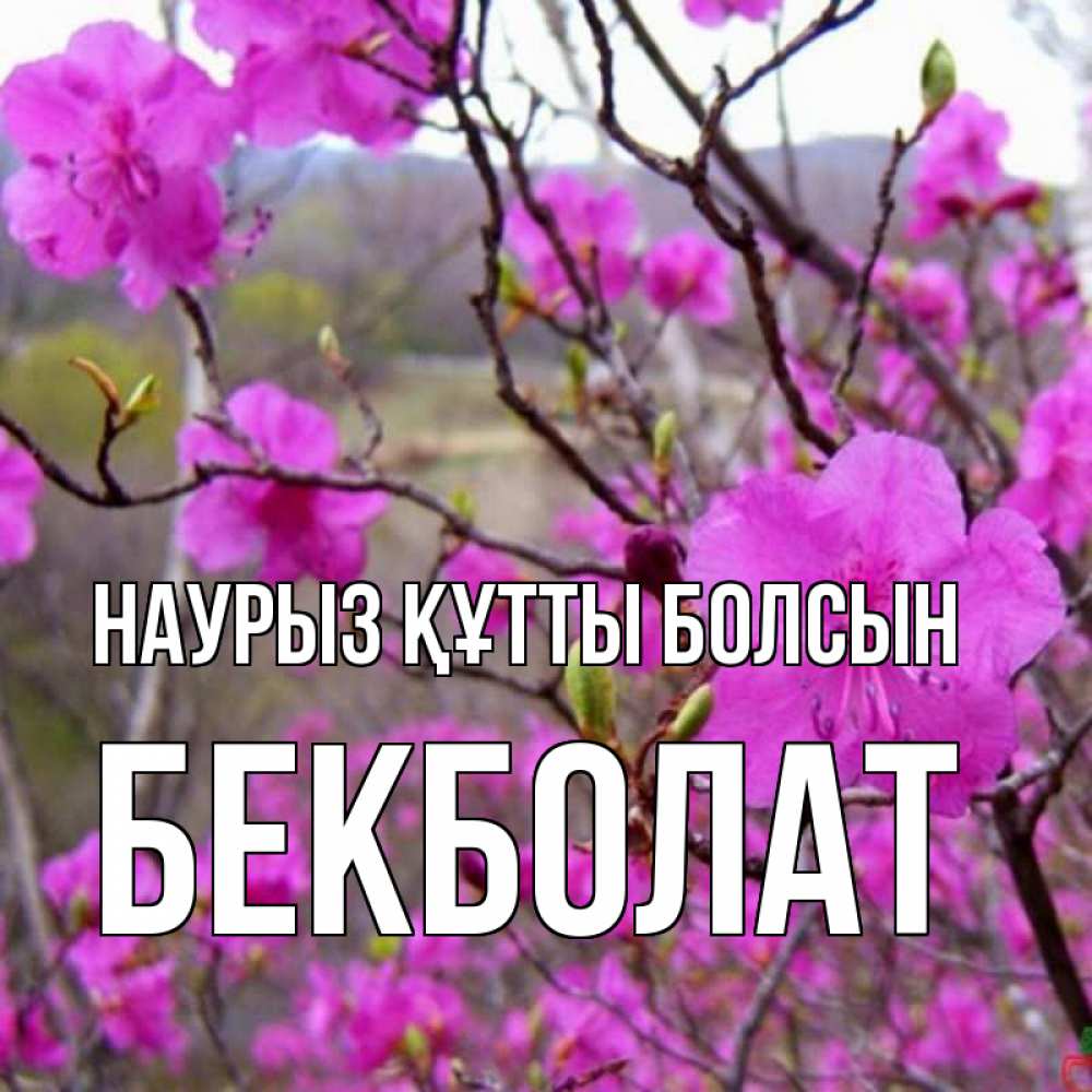Күн сайын ашық хат с именем, Бекболат Наурыз құтты болсын наурыз мейрамы кутты болсын Онлайн тегін жүктеп алу тілектері бар керемет карта 