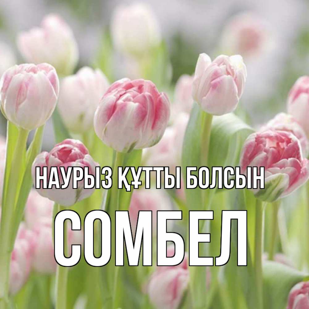 Күн сайын ашық хат с именем, СОМБЕЛ Наурыз құтты болсын цветы Онлайн тегін жүктеп алу тілектері бар керемет карта 