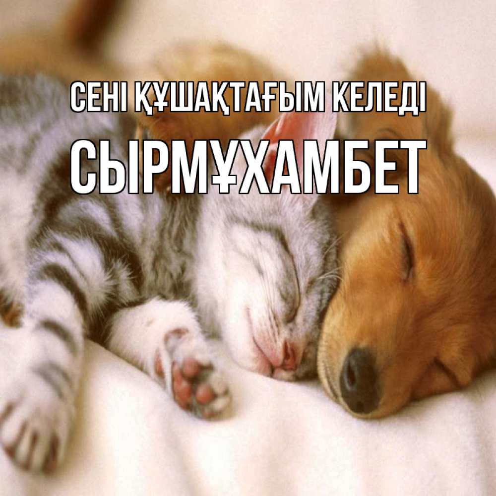 Күн сайын ашық хат с именем, СЫРМҰХАМБЕТ сені құшақтағым келеді пес и котенок Онлайн тегін жүктеп алу тілектері бар керемет карта 