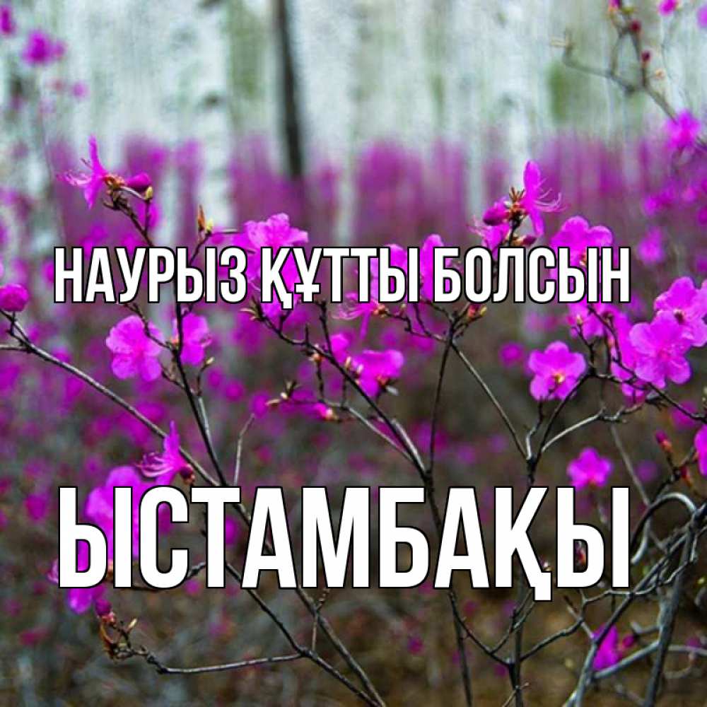 Күн сайын ашық хат с именем, ЫСТАМБАҚЫ Наурыз құтты болсын дикие цветы Онлайн тегін жүктеп алу тілектері бар керемет карта 