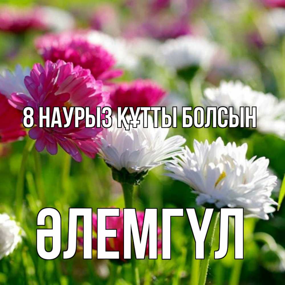 Күн сайын ашық хат с именем, ӘЛЕМГҮЛ 8 наурыз құтты болсын международный женский день 1 Онлайн тегін жүктеп алу тілектері бар керемет карта 