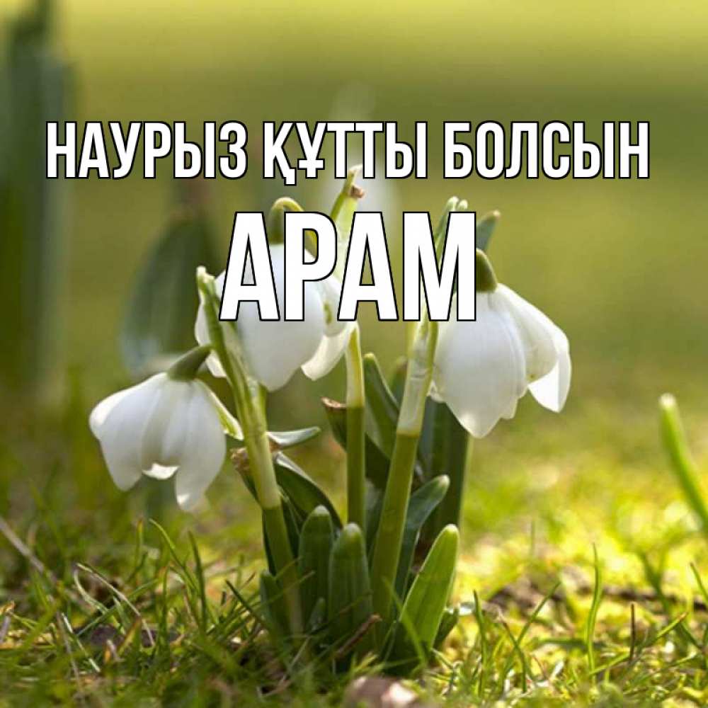 Күн сайын ашық хат с именем, Арам Наурыз құтты болсын ранние цветы 2 Онлайн тегін жүктеп алу тілектері бар керемет карта 