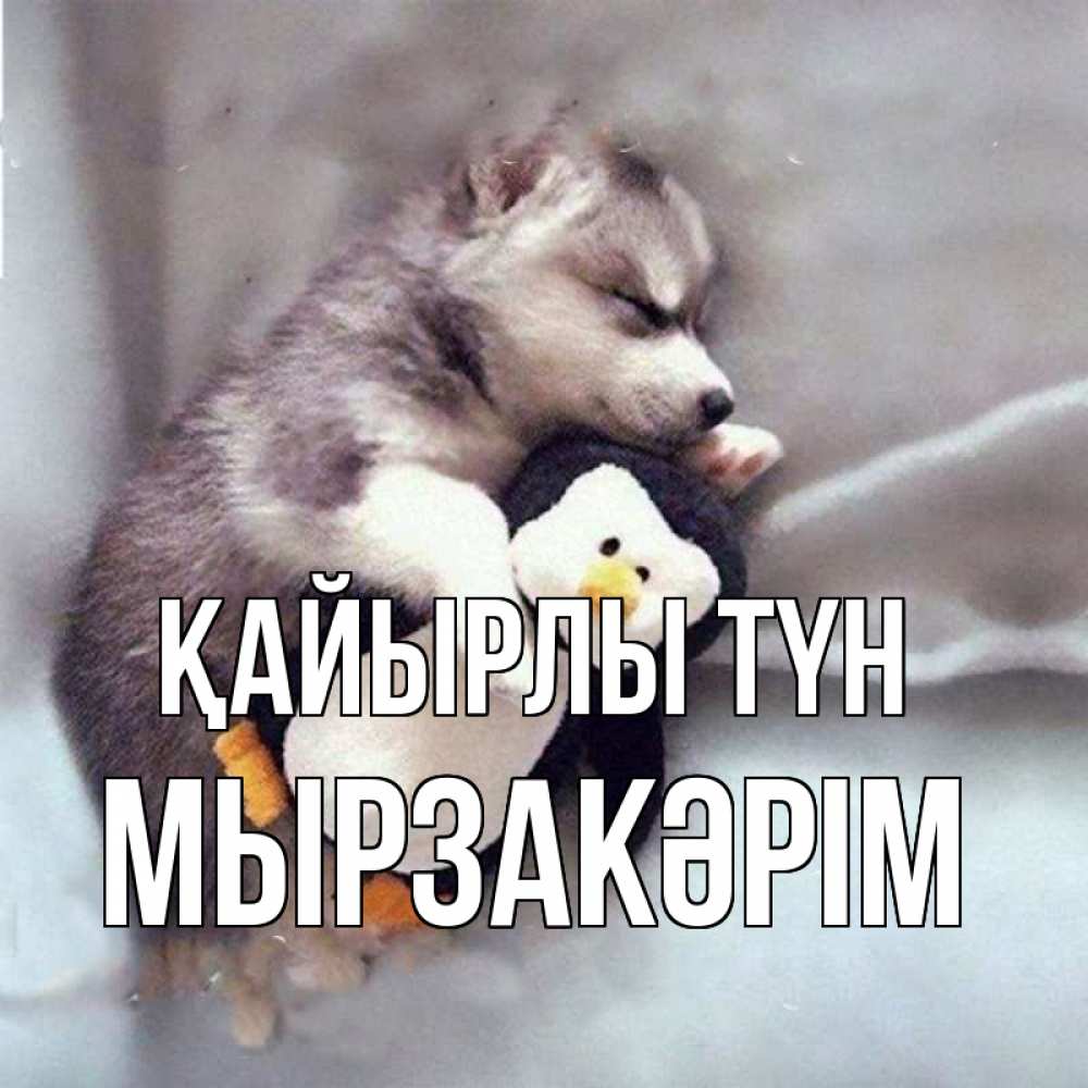 Күн сайын ашық хат с именем, Мырзакәрім Қайырлы түн обнимашки щенка и пингвина Онлайн тегін жүктеп алу тілектері бар керемет карта 
