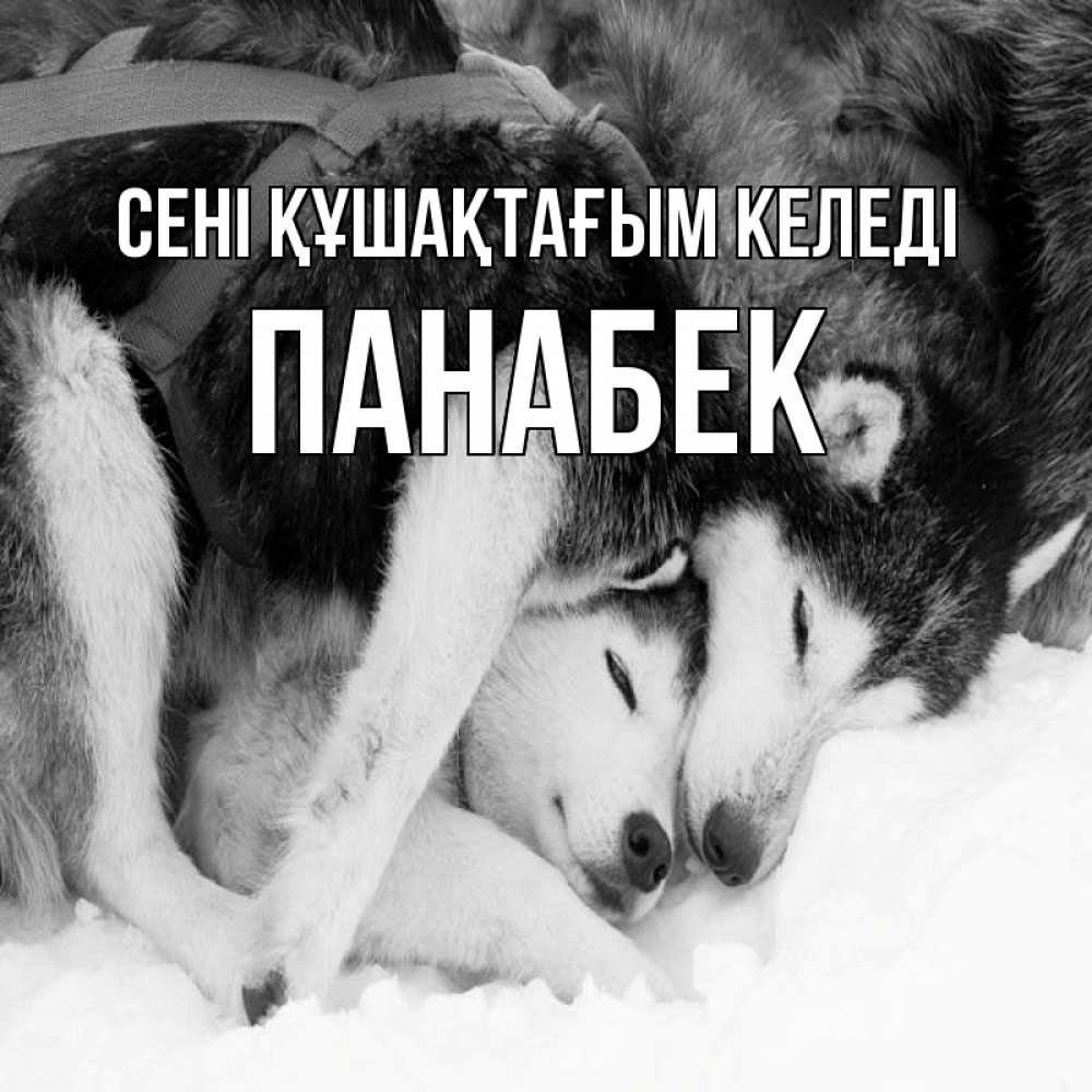 Күн сайын ашық хат с именем, ПАНАБЕК сені құшақтағым келеді собачки в упряжке Онлайн тегін жүктеп алу тілектері бар керемет карта 