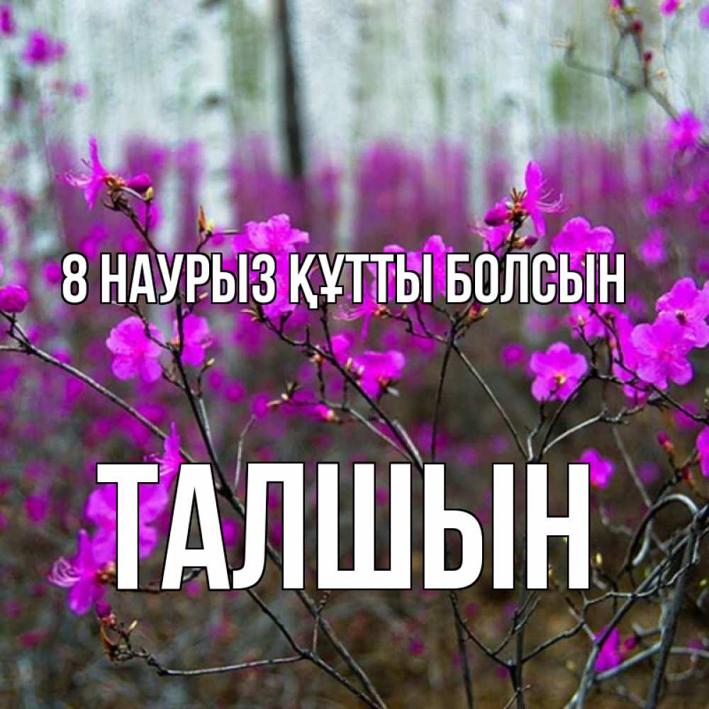 Күн сайын ашық хат с именем, ТАЛШЫН 8 наурыз құтты болсын дикие цветы Онлайн тегін жүктеп алу тілектері бар керемет карта 
