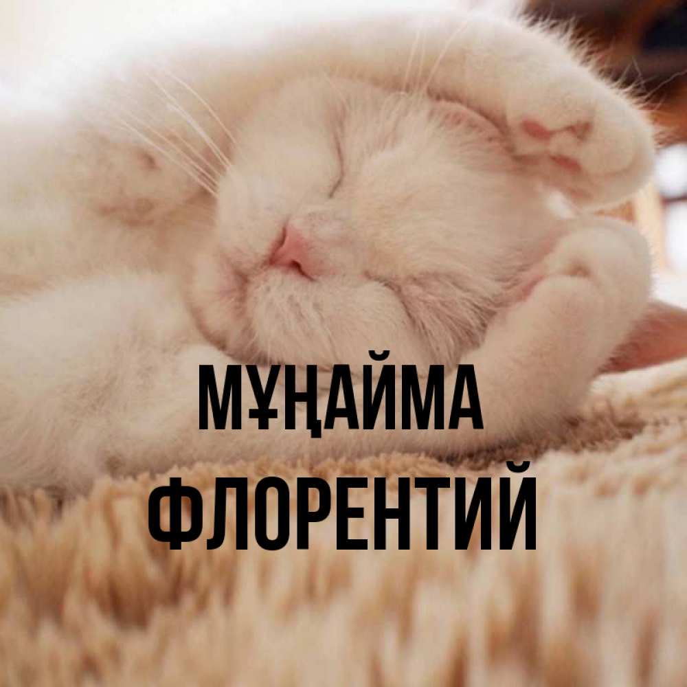 Күн сайын ашық хат с именем, Флорентий Мұңайма Котенок спит Онлайн тегін жүктеп алу тілектері бар керемет карта 