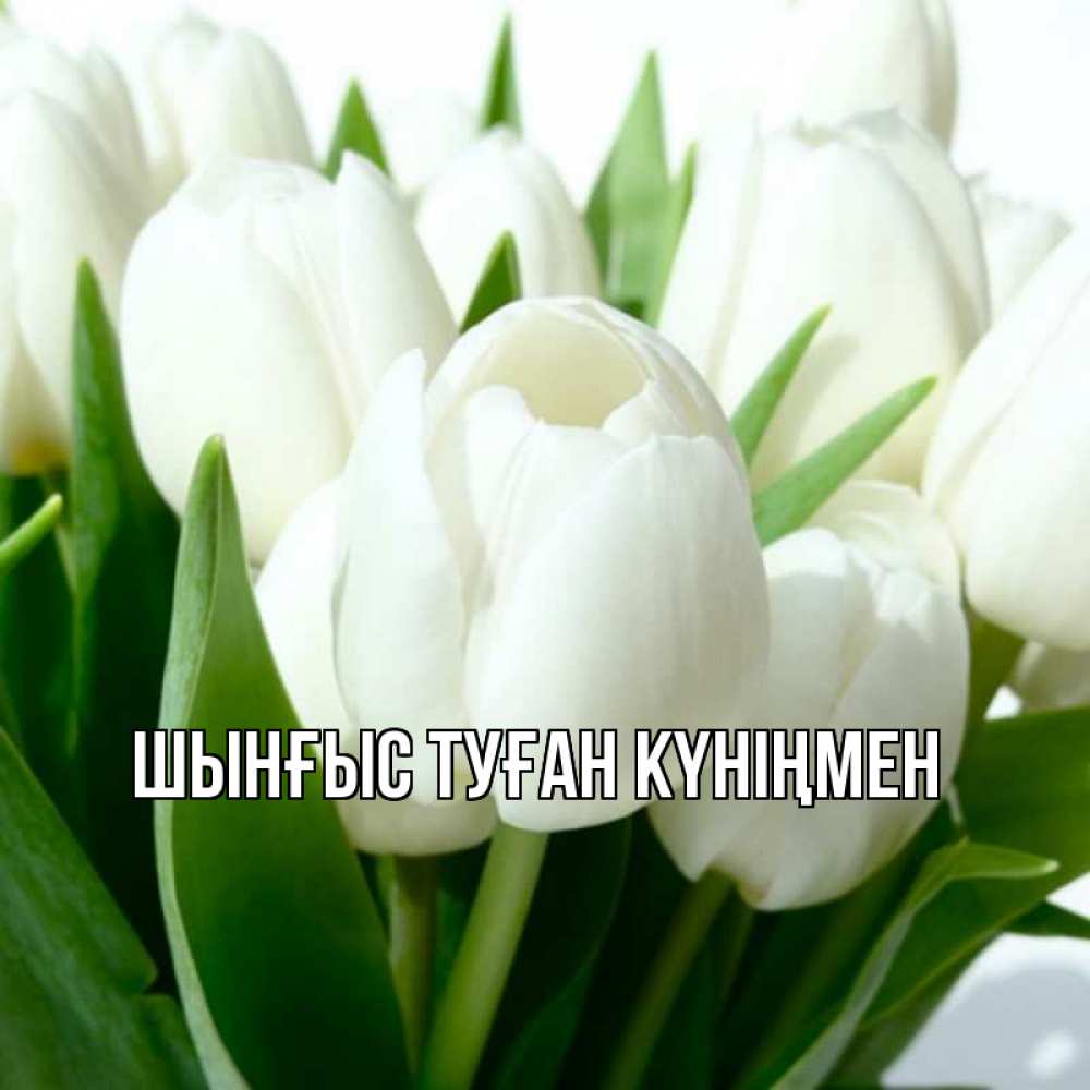 Картинка  с именем , ШЫНҒЫС! ТУҒАН КҮНІҢМЕН!