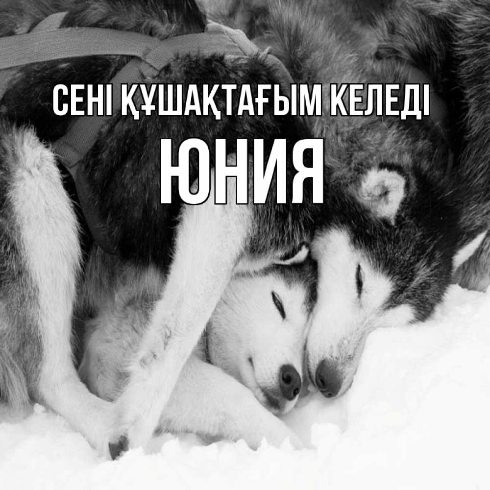Күн сайын ашық хат с именем, Юния сені құшақтағым келеді собачки в упряжке Онлайн тегін жүктеп алу тілектері бар керемет карта 
