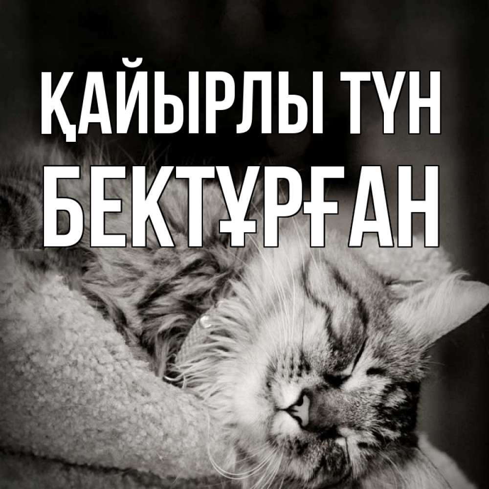 Күн сайын ашық хат с именем, Бектұрған Қайырлы түн котярик пушистый Онлайн тегін жүктеп алу тілектері бар керемет карта 