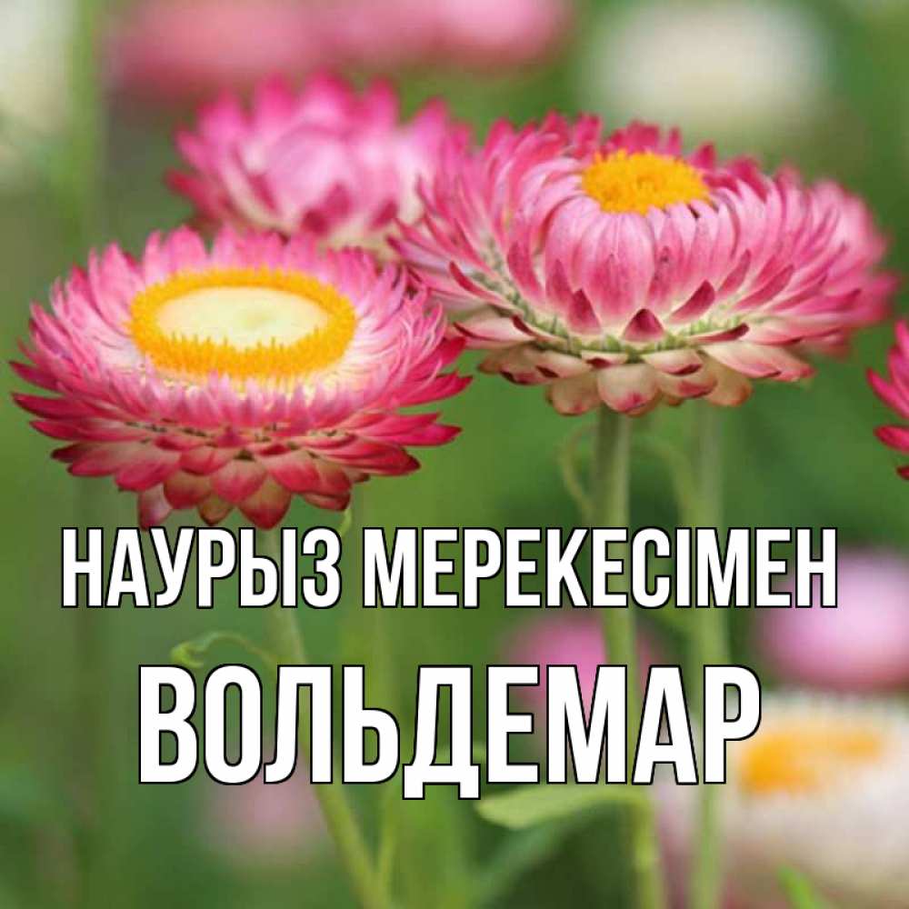 Күн сайын ашық хат с именем, Вольдемар Наурыз мерекесімен подарок на международный женский день Онлайн тегін жүктеп алу тілектері бар керемет карта 