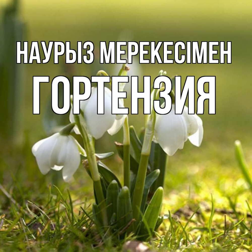 Күн сайын ашық хат с именем, Гортензия Наурыз мерекесімен ранние цветы 2 Онлайн тегін жүктеп алу тілектері бар керемет карта 