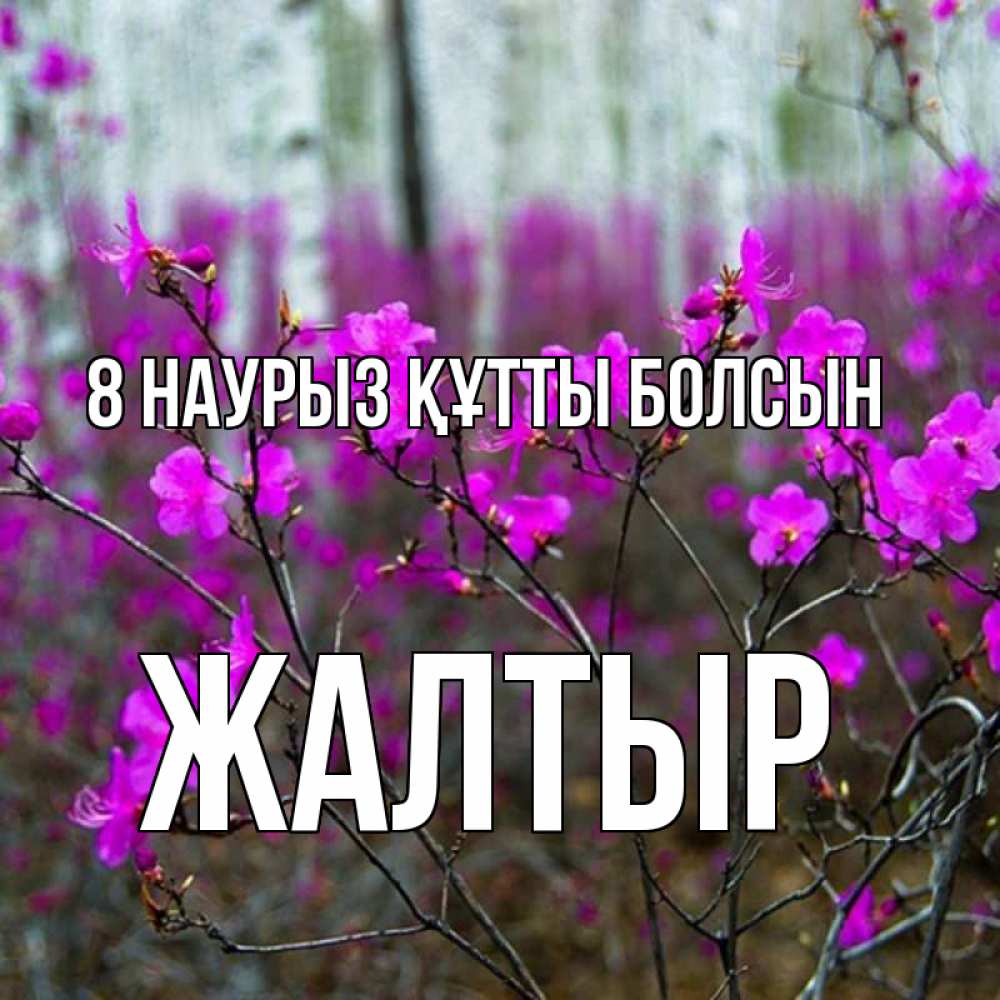 Күн сайын ашық хат с именем, Жалтыр 8 наурыз құтты болсын дикие цветы Онлайн тегін жүктеп алу тілектері бар керемет карта 