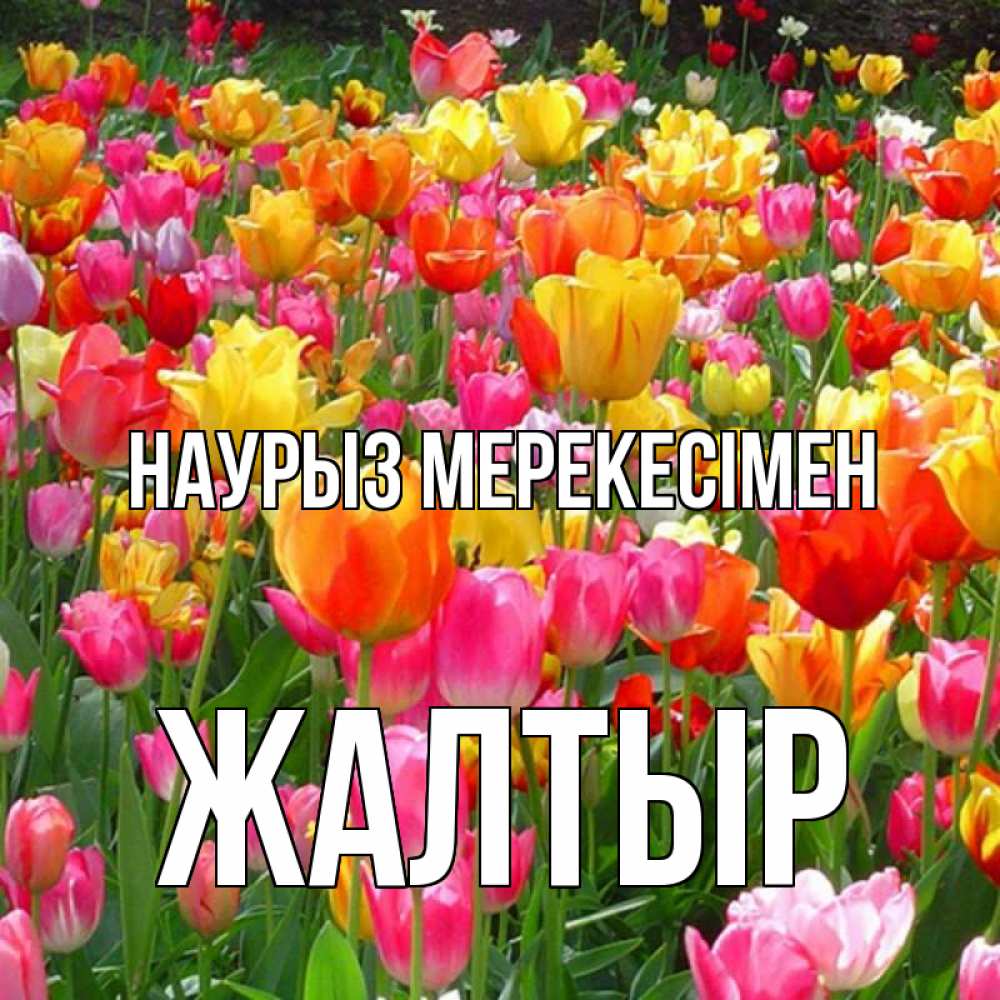 Күн сайын ашық хат с именем, Жалтыр Наурыз мерекесімен праздник весны наурыз 4 Онлайн тегін жүктеп алу тілектері бар керемет карта 