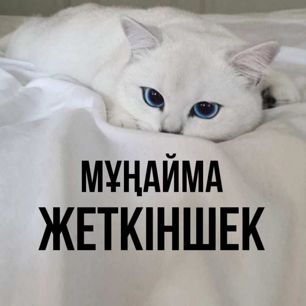 Күн сайын ашық хат с именем, Жеткіншек Мұңайма Голубоглазая кошка Онлайн тегін жүктеп алу тілектері бар керемет карта 