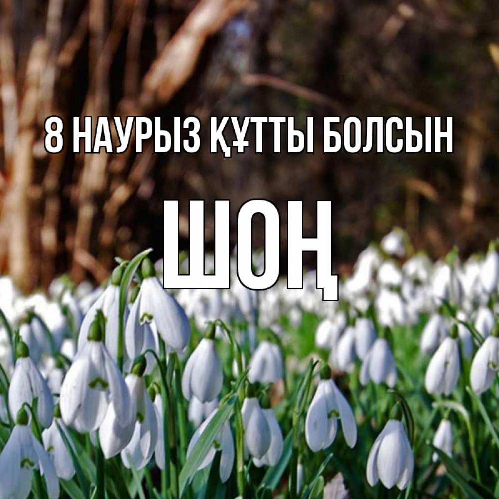 Күн сайын ашық хат с именем, ШОҢ 8 наурыз құтты болсын с подснежниками 1 Онлайн тегін жүктеп алу тілектері бар керемет карта 
