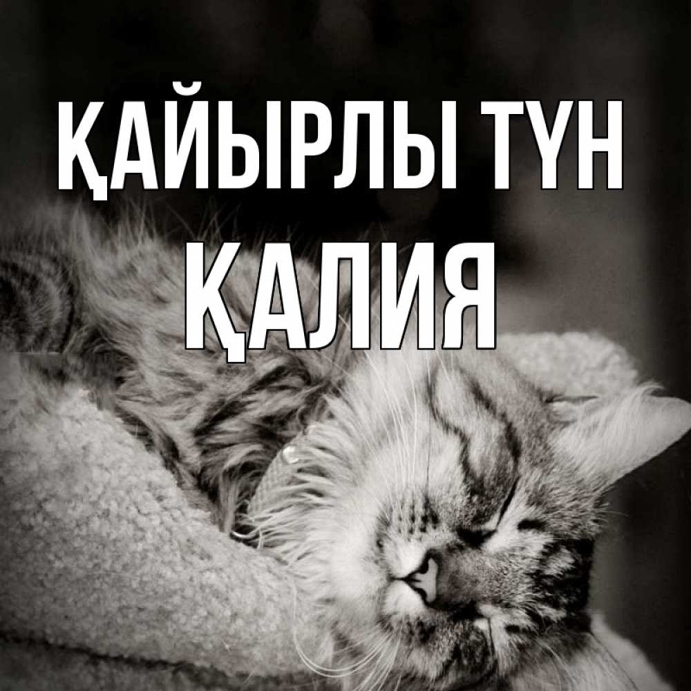Күн сайын ашық хат с именем, ҚАЛИЯ Қайырлы түн котярик пушистый Онлайн тегін жүктеп алу тілектері бар керемет карта 