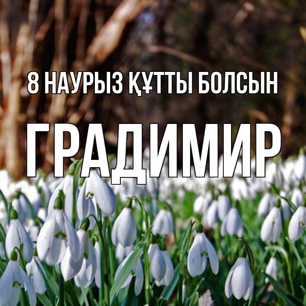Күн сайын ашық хат с именем, Градимир 8 наурыз құтты болсын с подснежниками 1 Онлайн тегін жүктеп алу тілектері бар керемет карта 