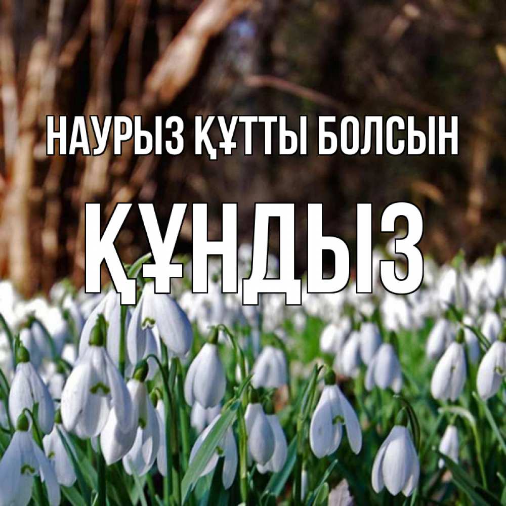 Күн сайын ашық хат с именем, ҚҰНДЫЗ Наурыз құтты болсын с подснежниками 1 Онлайн тегін жүктеп алу тілектері бар керемет карта 