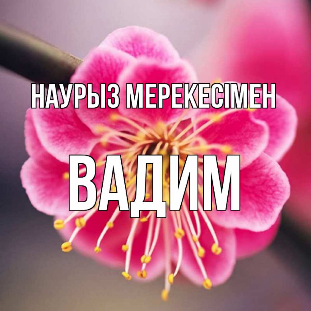Күн сайын ашық хат с именем, Вадим Наурыз мерекесімен цветы Онлайн тегін жүктеп алу тілектері бар керемет карта 