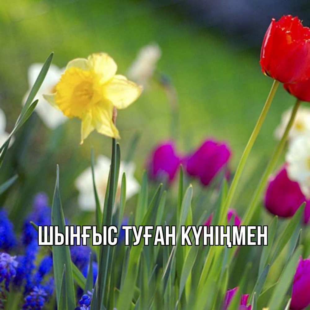 Картинка  с именем , ШЫНҒЫС! ТУҒАН КҮНІҢМЕН!