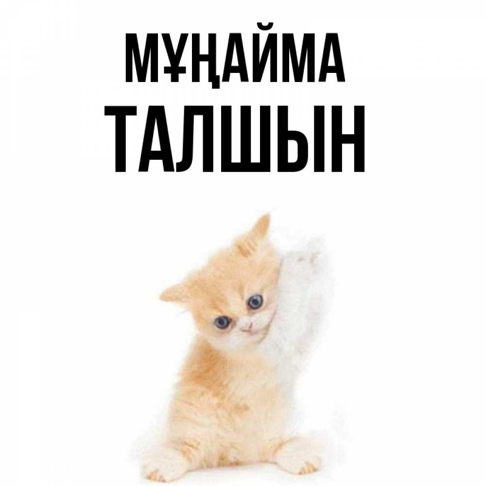 Күн сайын ашық хат с именем, ТАЛШЫН Мұңайма просящий кот Онлайн тегін жүктеп алу тілектері бар керемет карта 