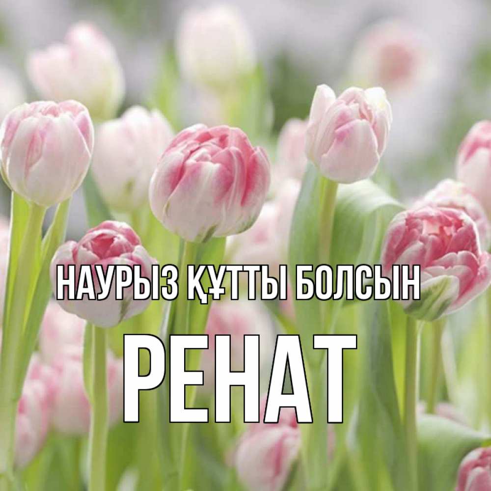 Күн сайын ашық хат с именем, РЕНАТ Наурыз құтты болсын цветы Онлайн тегін жүктеп алу тілектері бар керемет карта 