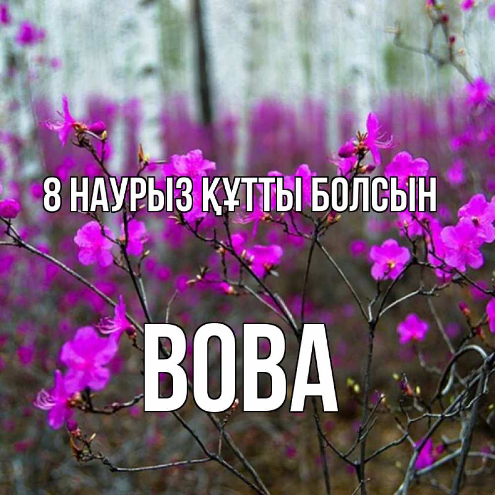 Күн сайын ашық хат с именем, Вова 8 наурыз құтты болсын дикие цветы Онлайн тегін жүктеп алу тілектері бар керемет карта 