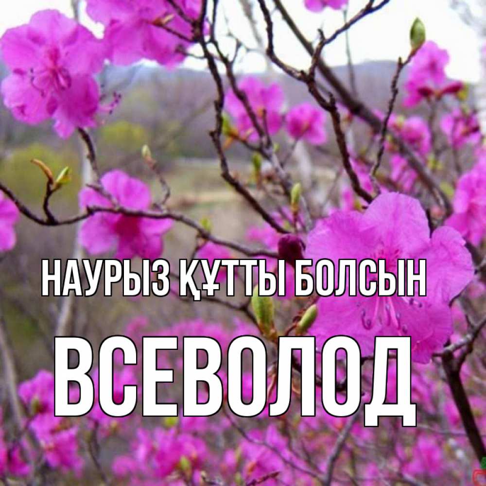 Күн сайын ашық хат с именем, Всеволод Наурыз құтты болсын наурыз мейрамы кутты болсын Онлайн тегін жүктеп алу тілектері бар керемет карта 