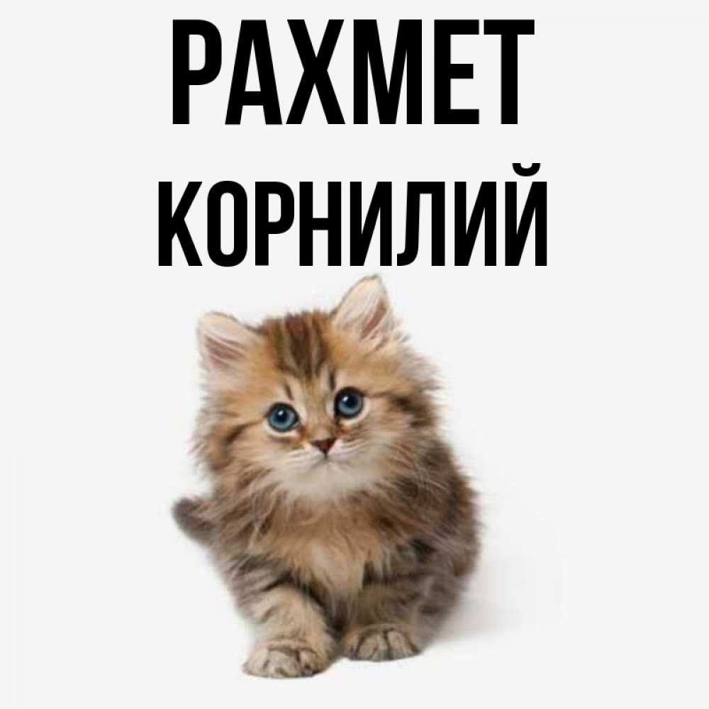 Күн сайын ашық хат с именем, Корнилий рахмет пушистый котик Онлайн тегін жүктеп алу тілектері бар керемет карта 